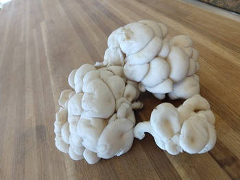 oyster-mushrooms